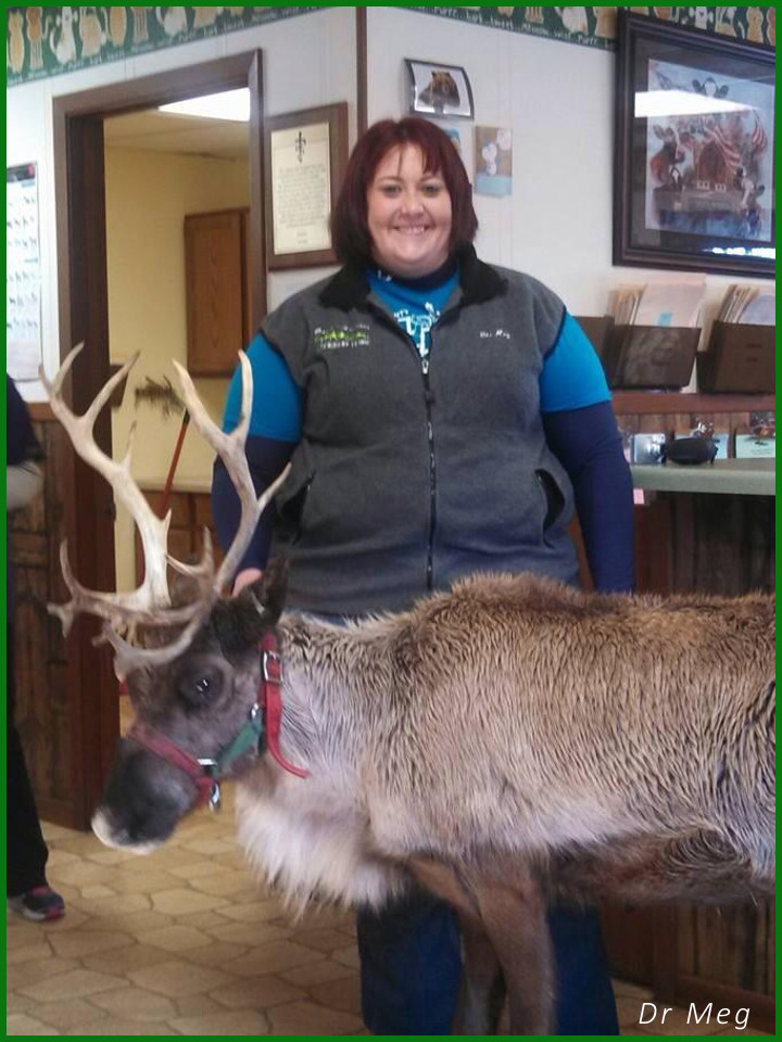picture of dr meg mueller of osseo veterinary clinic with a raindeer